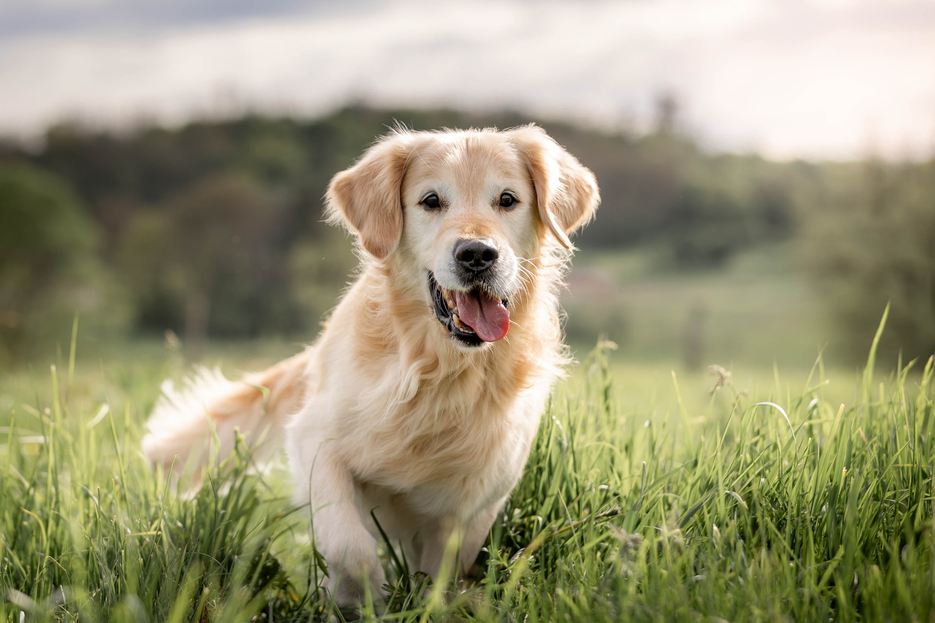 Gesunder Golden Retriever läuft über eine Wiese