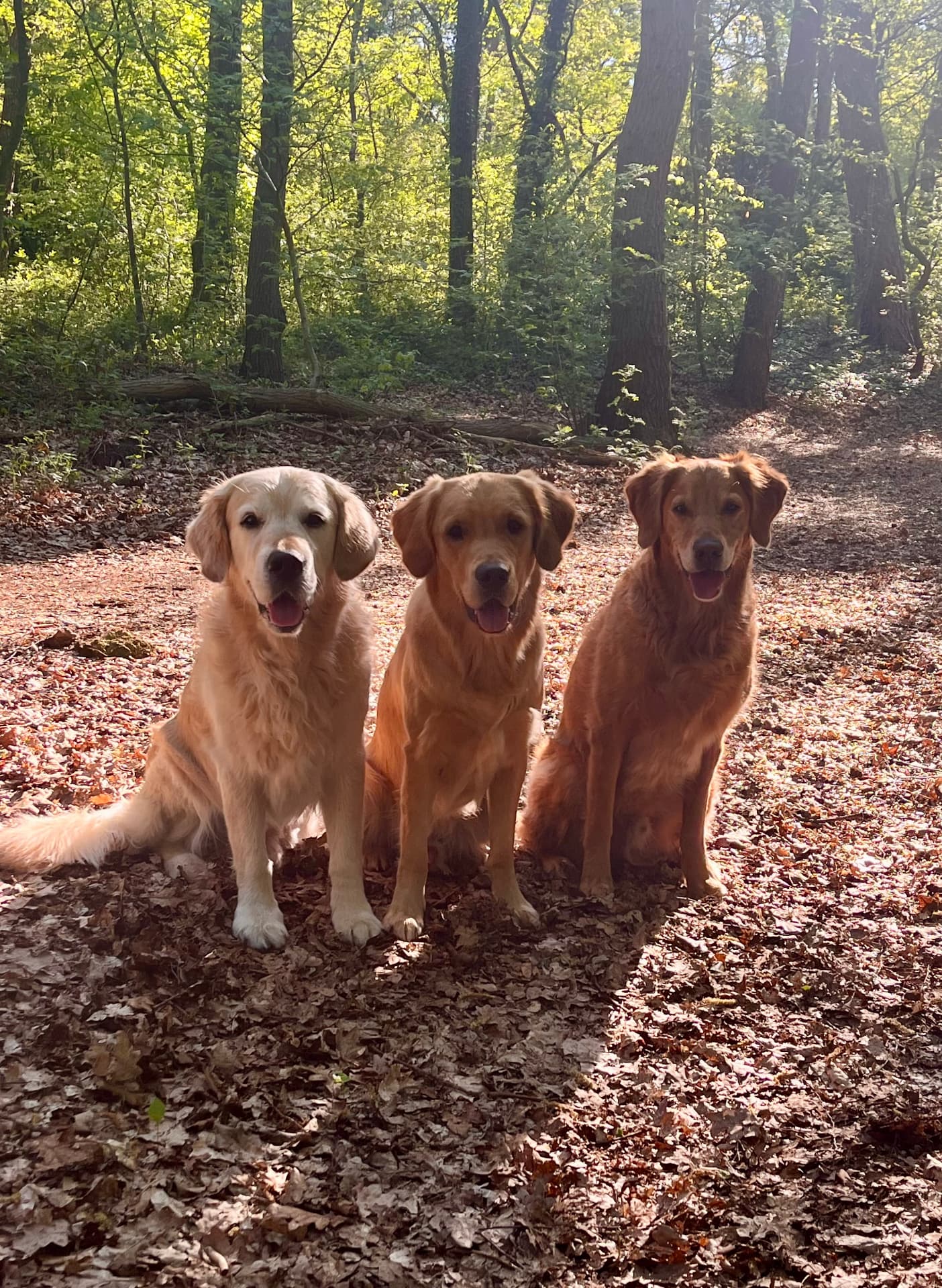 Drei Golden Retriever sitzen gemeinsam im Wald