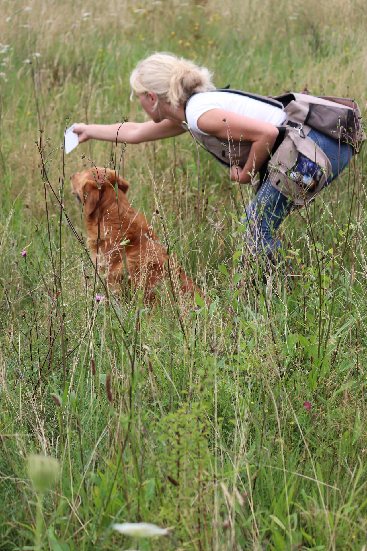 Veronika Kröger bei der Suchenarbeit mit ihrem Retriever im hohen Gras